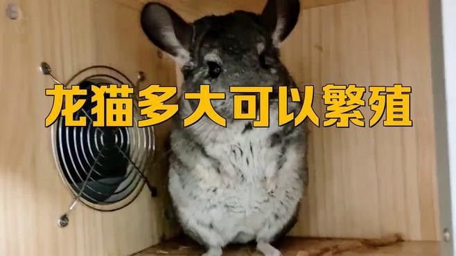 龍貓繁殖需要多長時間：龍貓什么時候可以繁殖