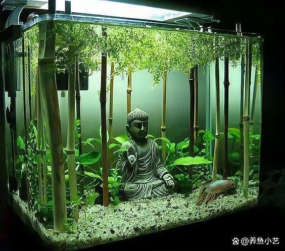 換水時水溫差多少合適：熱帶魚換水的注意事項