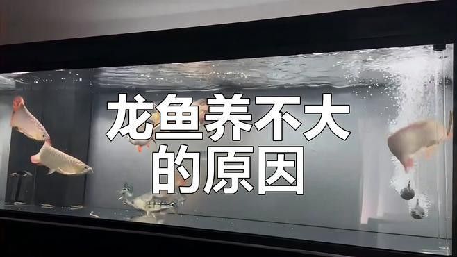 龍魚(yú)多久能長(zhǎng)到最大：養(yǎng)金龍魚(yú)要注意什么