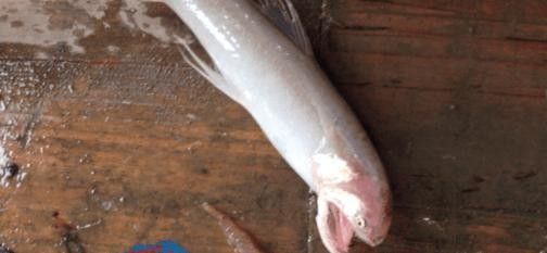 白龍魚的市場價格是多少？：白龍魚多少錢一只？
