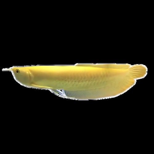 白龍魚的市場價格是多少？：白龍魚多少錢一只？