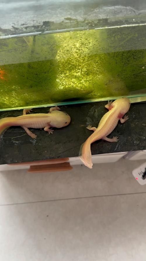 白色恐龍魚的市場供需如何？：白色恐龍魚市場供需情況分析白色恐龍魚多少錢一只熾焰臻品
