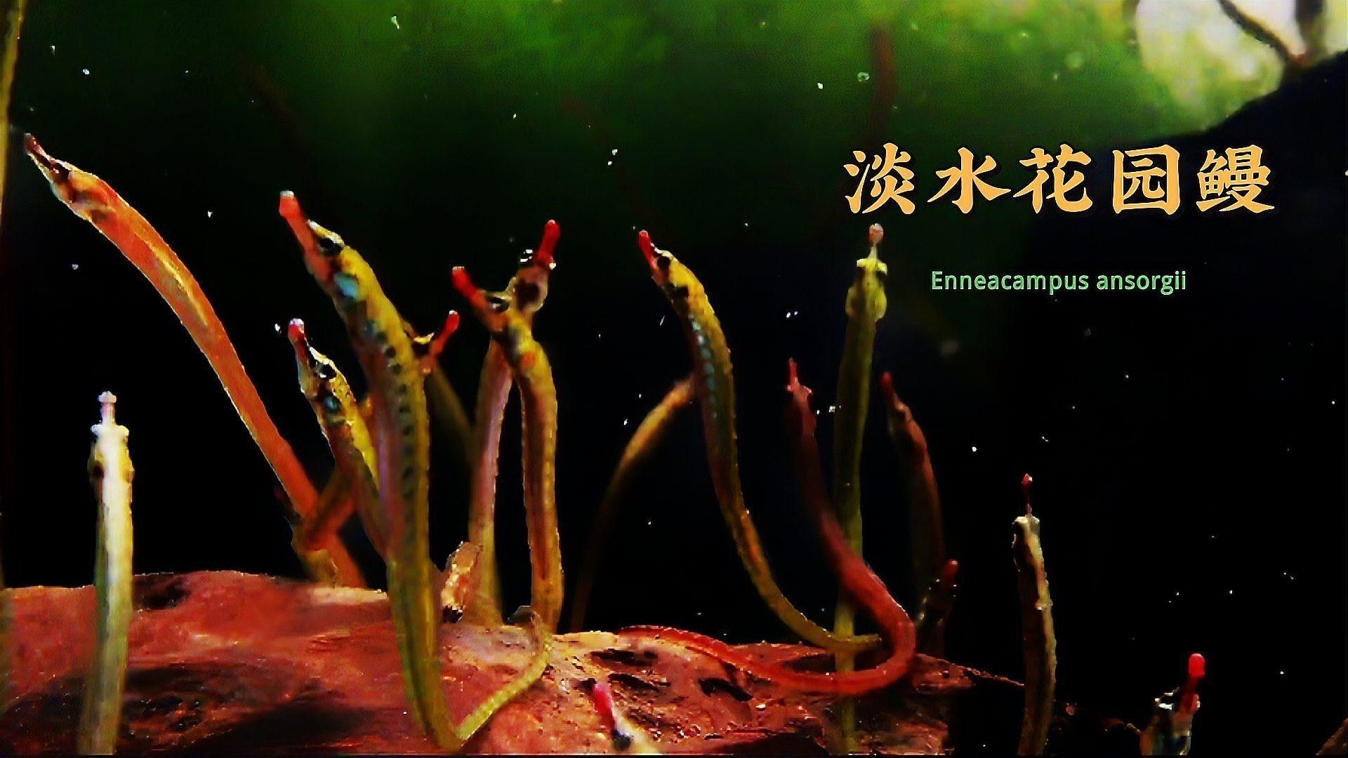 淡水海龍魚有哪些品種？：海龍魚的種類及種類介紹