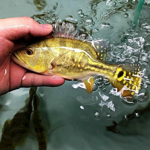 給我一些巴西亞魚和金龍魚混養的圖片：關于巴西亞魚與金龍魚混養的圖片資源及相關建議