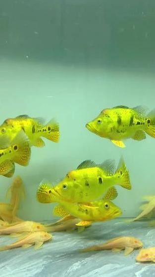 給我一些巴西亞魚和金龍魚混養的圖片：關于巴西亞魚與金龍魚混養的圖片資源及相關建議