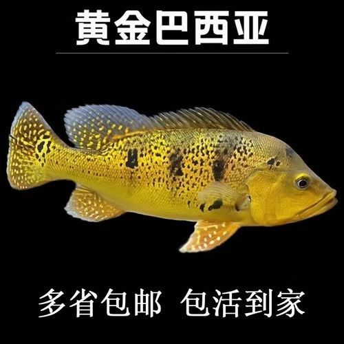 給我一些巴西亞魚和金龍魚混養的圖片：關于巴西亞魚與金龍魚混養的圖片資源及相關建議