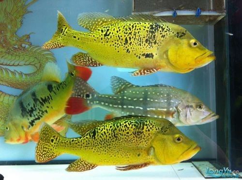 給我一些巴西亞魚和金龍魚混養的圖片：關于巴西亞魚與金龍魚混養的圖片資源及相關建議