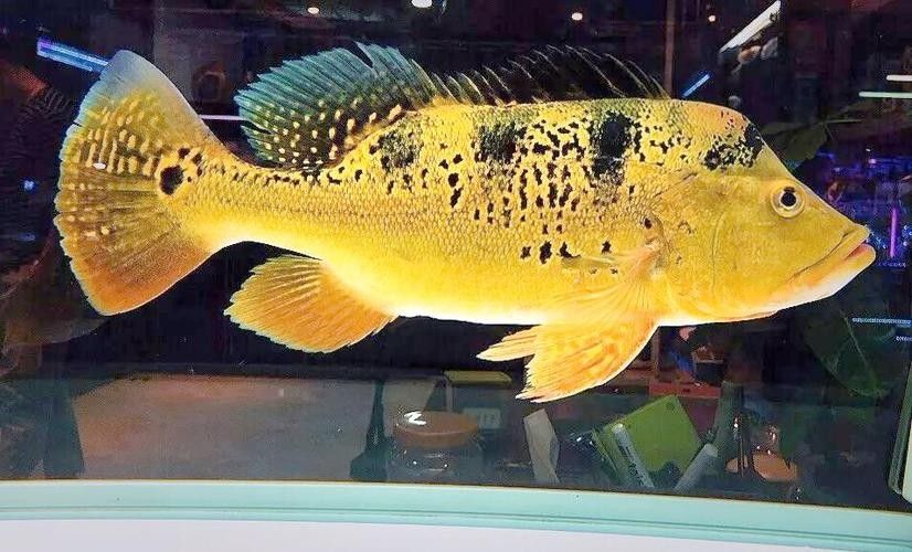 給我一些巴西亞魚和金龍魚混養的圖片：關于巴西亞魚與金龍魚混養的圖片資源及相關建議
