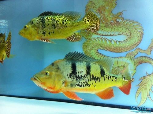 給我一些巴西亞魚和金龍魚混養的圖片：關于巴西亞魚與金龍魚混養的圖片資源及相關建議