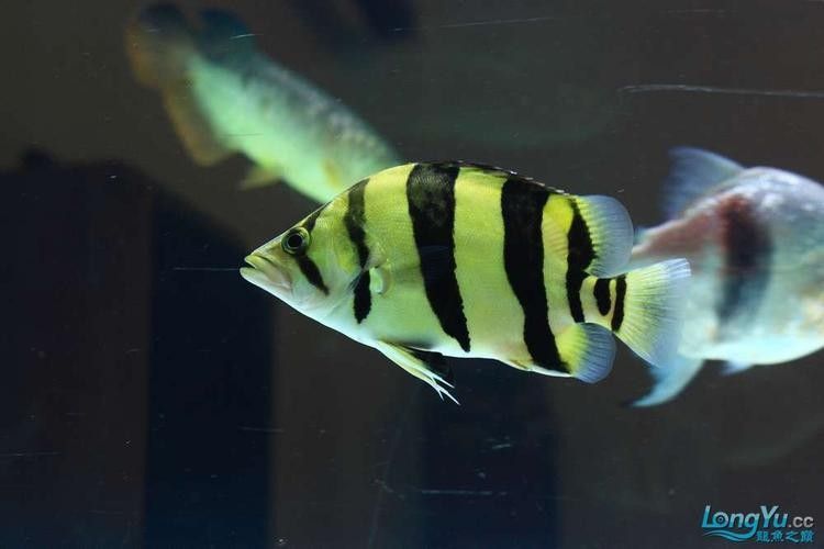 給我一些巴西亞魚和金龍魚混養的圖片：關于巴西亞魚與金龍魚混養的圖片資源及相關建議