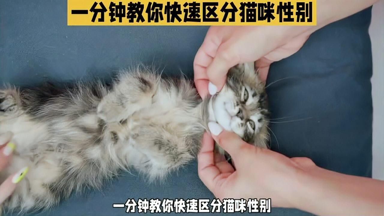如何結合生殖器觀察法分公母：如何區分公貓母貓