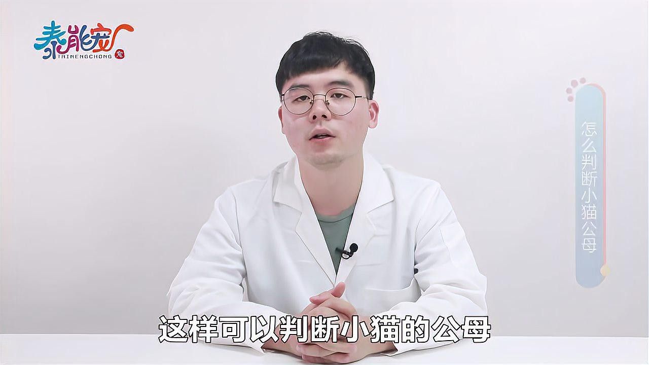 如何結合生殖器觀察法分公母：如何區分公貓母貓