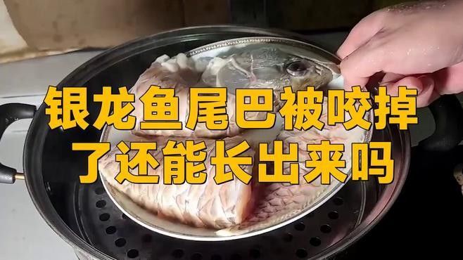 龍魚尾巴被咬后如何處理：魚尾巴被咬了怎么辦