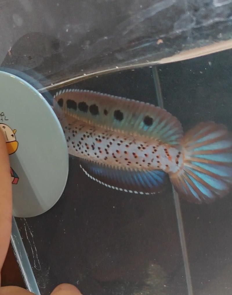 哪種雷龍魚發色最好看：新手養雷龍魚哪些品種好養這幾個品種值得一試