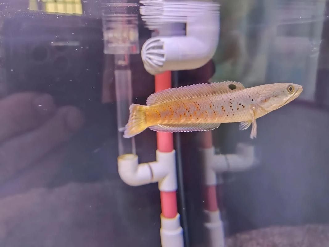 哪種雷龍魚發色最好看：新手養雷龍魚哪些品種好養這幾個品種值得一試
