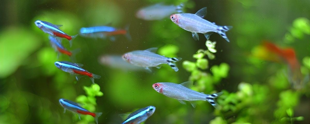 龍魚吃草金魚會死嗎？：魚和金魚是兩種不同的魚類，它們在飲食習性上存在差異