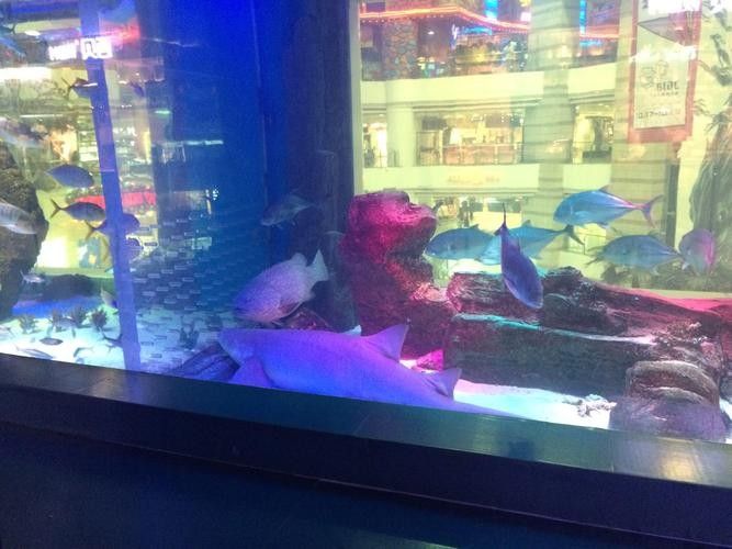 青原哪個水族館龍魚好？祥龍魚場龍魚：廣州龍魚祥龍魚場珠海分店