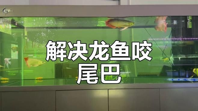 黃龍魚(yú)攻擊時(shí)如何應(yīng)對(duì)？：如何應(yīng)對(duì)黃龍魚(yú)攻擊？