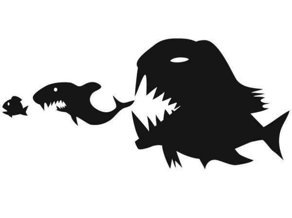 黃龍魚(yú)攻擊時(shí)如何應(yīng)對(duì)？：如何應(yīng)對(duì)黃龍魚(yú)攻擊？