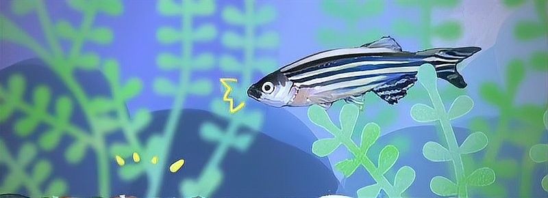 斑馬魚多久喂一次合適？：養(yǎng)魚高手的“喂食日歷”公開萌寵百科小團(tuán)團(tuán)斑馬魚
