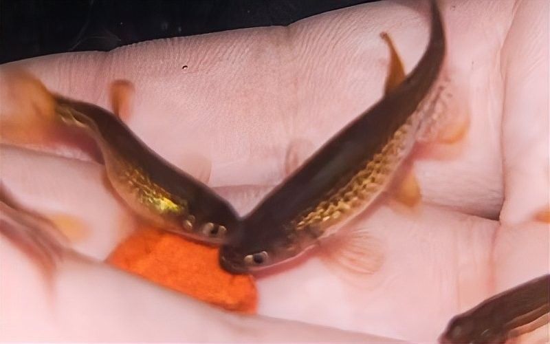 斑馬魚多久喂一次合適？：養(yǎng)魚高手的“喂食日歷”公開萌寵百科小團(tuán)團(tuán)斑馬魚