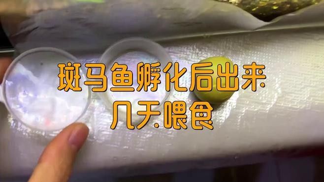 斑馬魚多久喂一次合適？：養(yǎng)魚高手的“喂食日歷”公開萌寵百科小團(tuán)團(tuán)斑馬魚