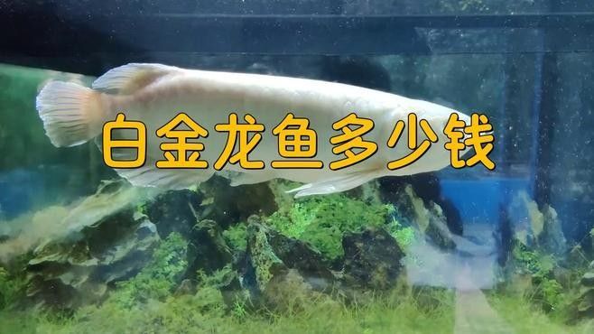 如何區分白金龍魚和金龍魚？：白金龍魚和金龍魚的區別