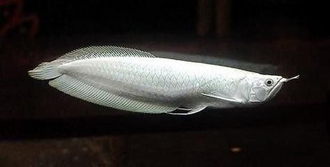 如何區分白金龍魚和金龍魚？：白金龍魚和金龍魚的區別