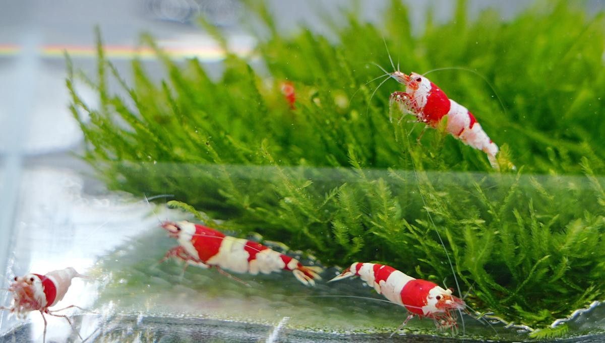 紅龍魚的人工繁殖技術：紅龍魚的人工繁殖技術是怎樣的？