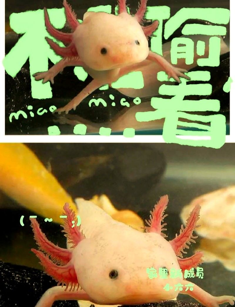 混養六角恐龍魚需要準備哪些設備：養六角恐龍必備設備清單，新手必看!