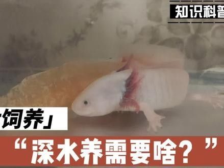 混養六角恐龍魚需要準備哪些設備：養六角恐龍必備設備清單，新手必看!