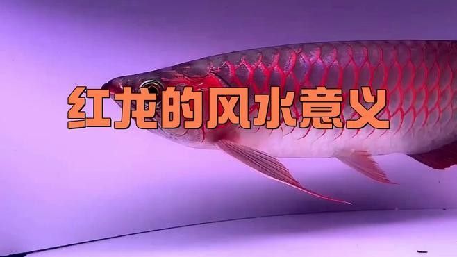 如何選擇適合紅龍魚的壁紙：「小毳談」如何選擇紅龍魚的壁紙 如何選擇適合紅龍魚的壁紙：「小毳談」如何選擇紅龍魚的壁紙 龍魚百科 第1張