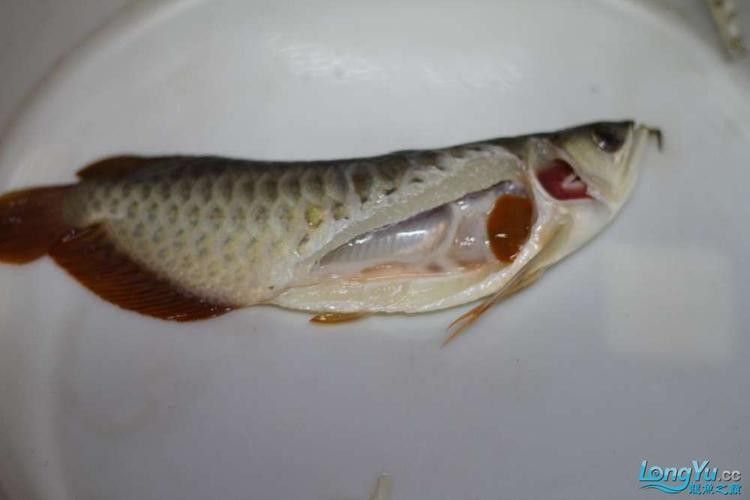 龍魚解剖圖高清版：魚解剖圖高清版提供了一種直觀的方式來理解龍魚的內部結構