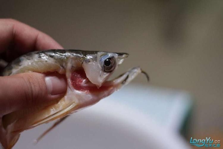 龍魚解剖圖高清版：魚解剖圖高清版提供了一種直觀的方式來理解龍魚的內部結構