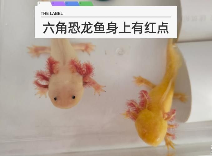 六角恐龍魚認主后如何互動：六角恐龍認主后如何互動