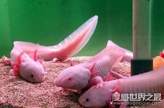 六角恐龍魚認主后如何互動：六角恐龍認主后如何互動