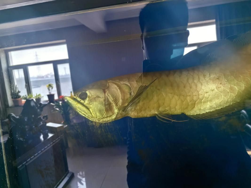 金龍魚在哪些直播電商平臺有優惠：金龍魚在多個直播電商平臺上提供優惠活動