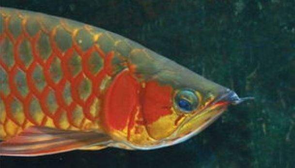 金龍魚嘴巴上的須斷了怎么辦：金龍魚嘴巴上的須子斷了還能長出來嗎氧寵博士龍魚須子斷了還能長出來嗎 金龍魚嘴巴上的須斷了怎么辦：金龍魚嘴巴上的須子斷了還能長出來嗎氧寵博士龍魚須子斷了還能長出來嗎 龍魚百科 第12張
