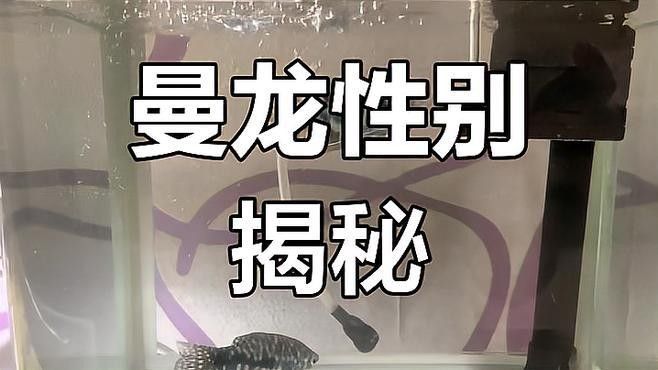 藍曼龍魚有哪些繁殖特點：曼龍魚的繁殖特點