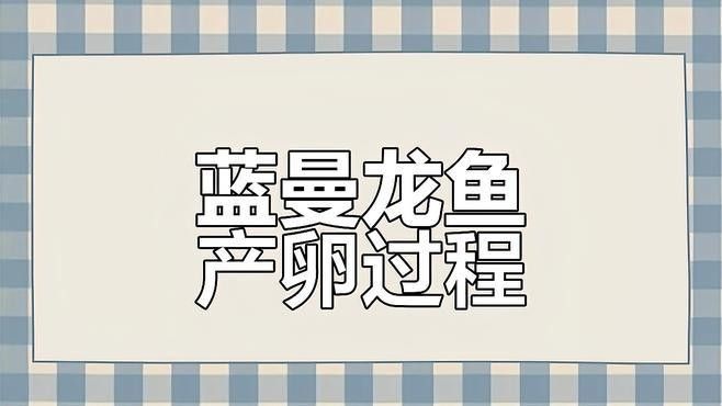 藍曼龍魚有哪些繁殖特點：曼龍魚的繁殖特點