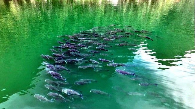 鶴峰哪個水族館龍魚好？祥龍魚場龍魚：祥龍漁場：龍魚養(yǎng)殖的全球標(biāo)桿