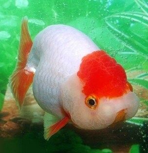 金源財富花卉交易市場還有哪些水族店：北京金源財富花卉交易市場哪個水族店最大