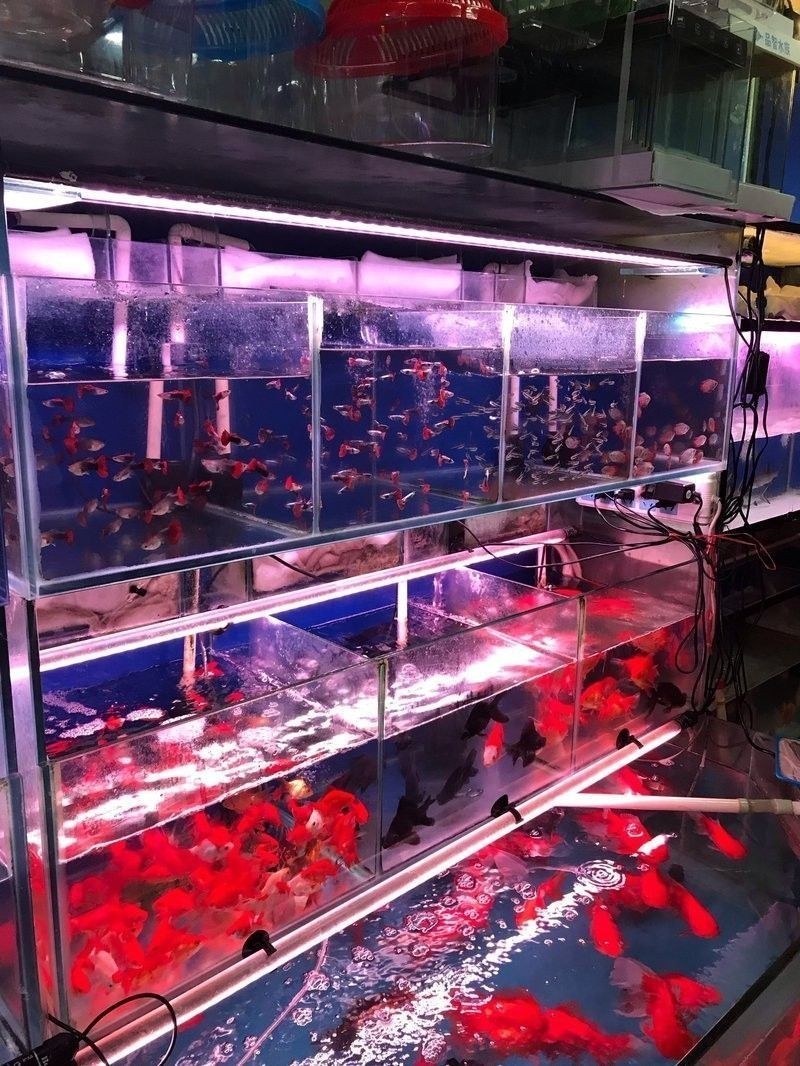 金源財富花卉交易市場還有哪些水族店：北京金源財富花卉交易市場哪個水族店最大
