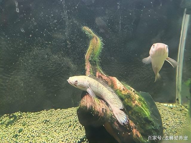 雷龍魚蒙眼病多久會死：龍魚常見疾病之蒙眼