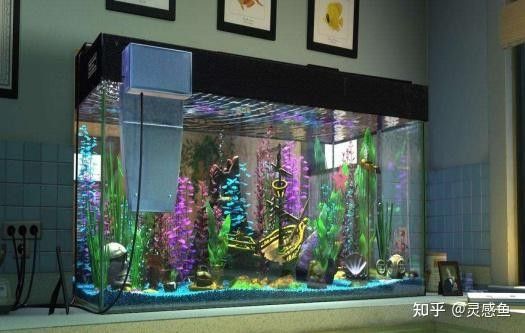 如何調節紅龍魚缸的水流？：紅龍魚缸水流調節技巧