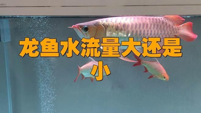 如何調節紅龍魚缸的水流？：紅龍魚缸水流調節技巧