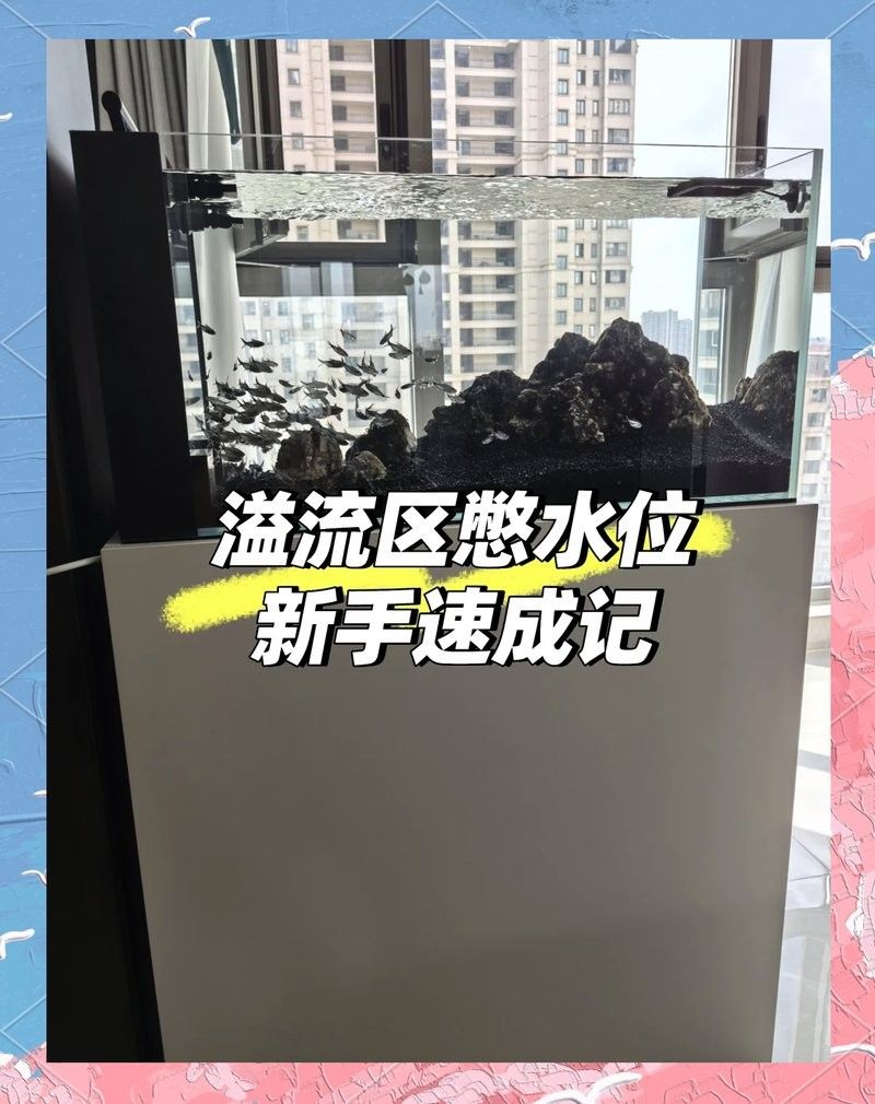 如何調節紅龍魚缸的水流？：紅龍魚缸水流調節技巧