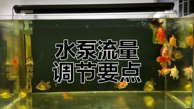 如何調節紅龍魚缸的水流？：紅龍魚缸水流調節技巧