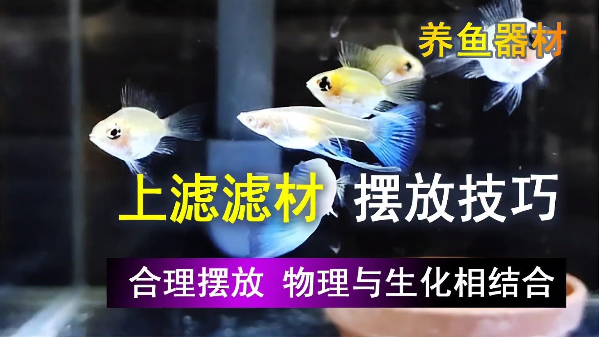 上濾魚缸濾材如何擺放：養(yǎng)魚說，魚缸濾材擺放有講究