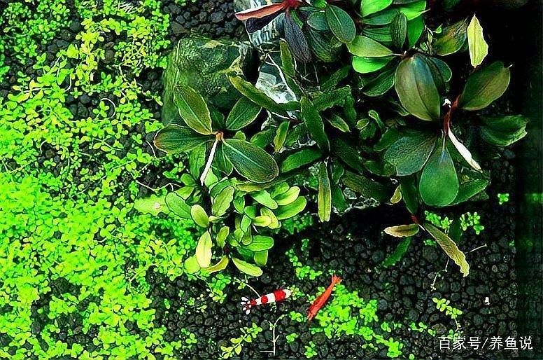 上濾魚缸濾材如何擺放：養(yǎng)魚說，魚缸濾材擺放有講究